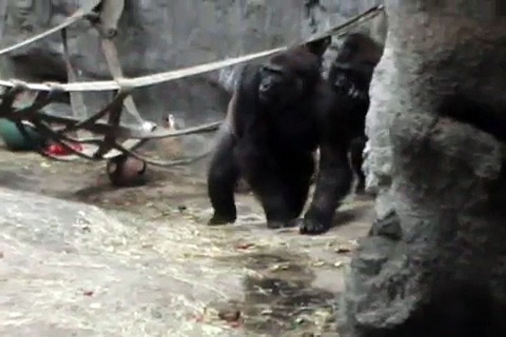 Gorilla Fight (One Male Gorilla vs Three Female Gorillas, Buffalo Zoo, 2008)