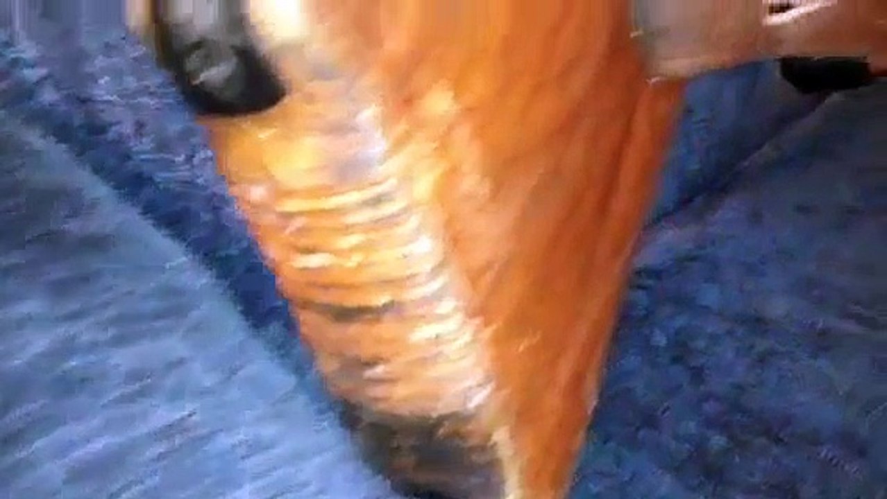 Airsoft review: agm stg44 ww2 German assault rifle