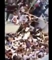 فيديو حصري لأول مرة لما حصل اثر سقوط الرافعة في الحرم المكي الشريف