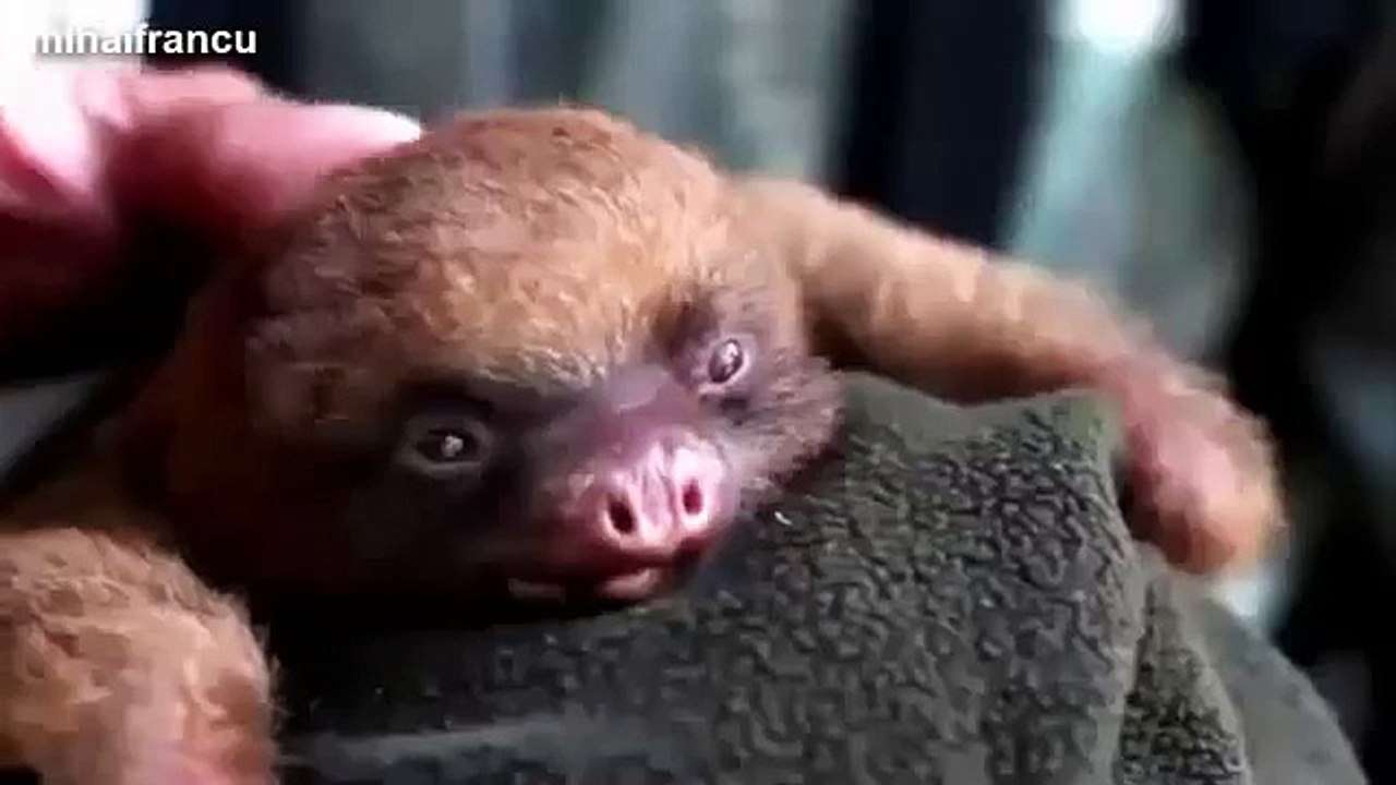 Funny Cute Baby Animal Videos Compilation 2014 [NEW]
