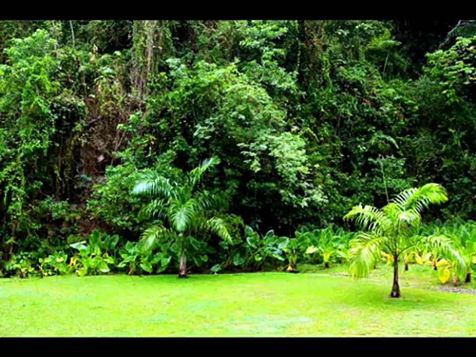 Jungle heat