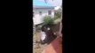 Saint Lucian Thief Gets Beat With Tree Branches After Getting Caught Stealing!