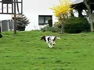 Rennendes Kalb - running calf