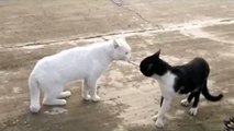 whatsapp funny videos 2016 2015 - cat fight viral video
