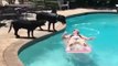 whatsapp funny videos 2016 2015 - dog jumps on sexy girl in swimming pool