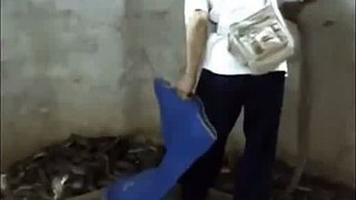 whatsapp funny videos 2015 - man slapping a cobra viral video