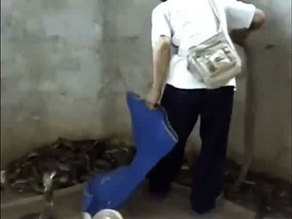 whatsapp funny videos 2015 - man slapping a cobra viral video