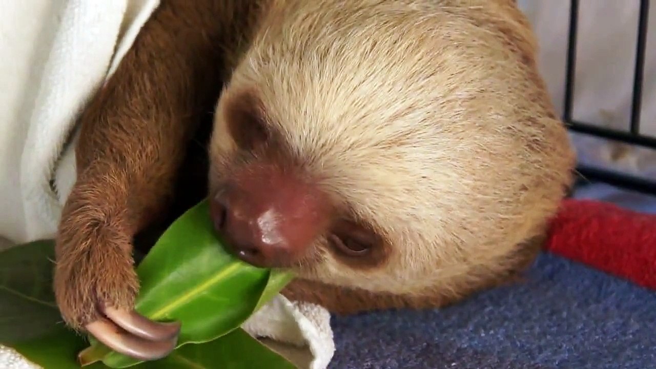 Oso perezoso en el refugio. Costa Rica. Двухпалый ленивец обедает. Коста-Рика