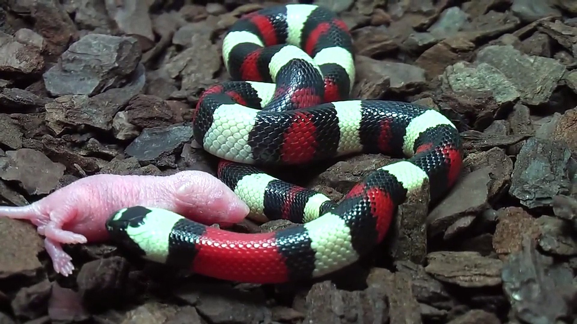 Falsa Coral Serpiente Vs Cria Raton Vivo Hd Mp4 Video Dailymotion