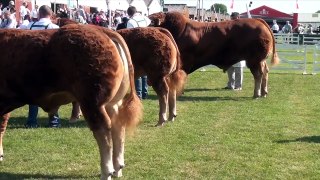 Limousin Championship Judging at the Great Yorkshire Show 2013