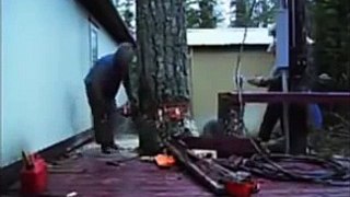 Win or Fail--- Courageous guy cuts tree near house