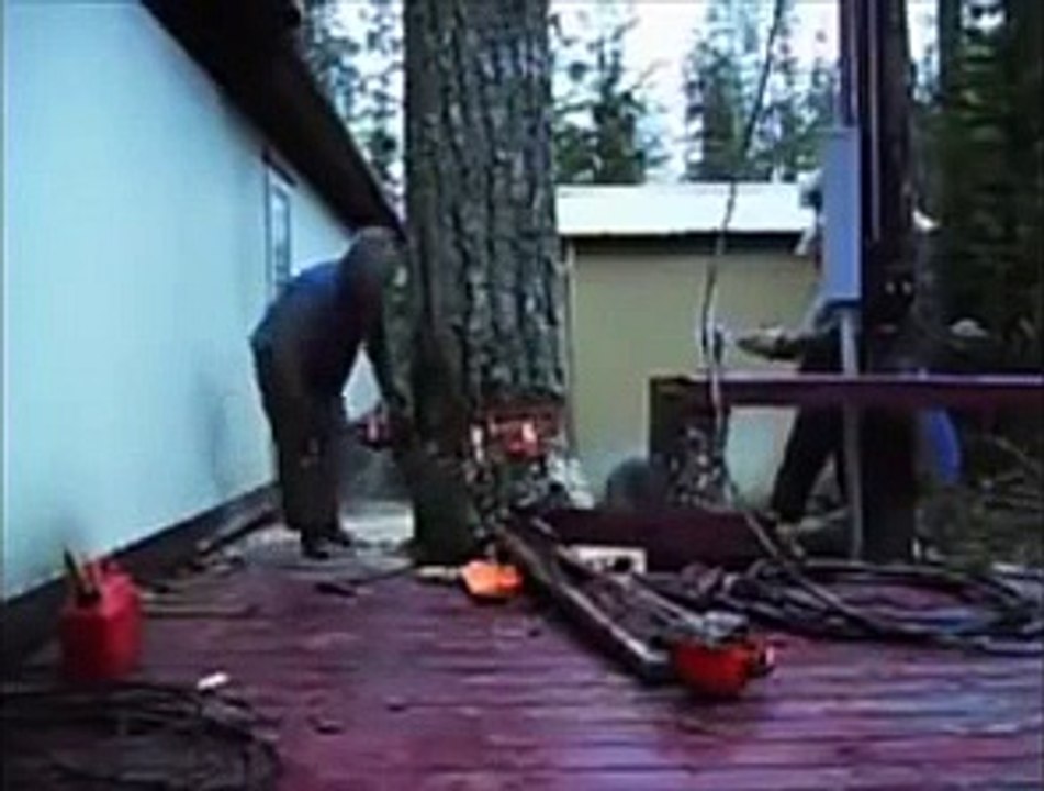 Win or Fail--- Courageous guy cuts tree near house