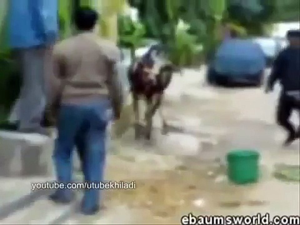 funny video arab and pakistani people 2015