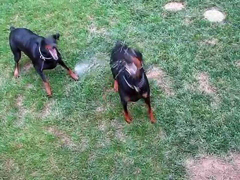 Doberman's playing with water again.