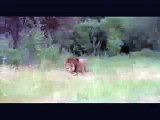 Huge African Lion vs American Black Bear