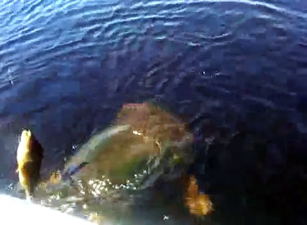 Ant and I Battling the RIVER MONSTER