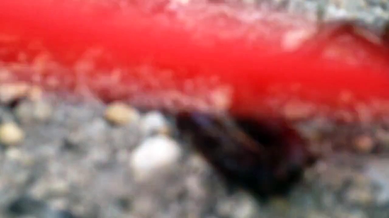 WORM LOVES BURGER KING