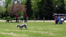 Dino chases a plastic bag at the park!