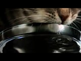Cat Cleaning, Drinking, Leaping And Pouncing In Slowmotion