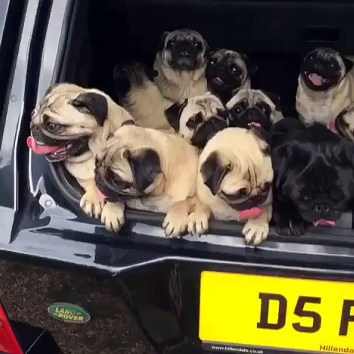 Bubblebeccapugs Beep beep here we go  pug pugsofVine dogs dogsofvine rangerover happy bubblebeccapugs