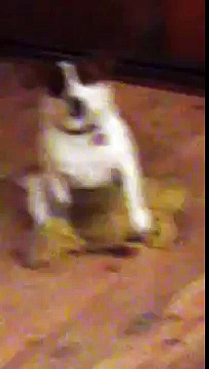 Funny dog