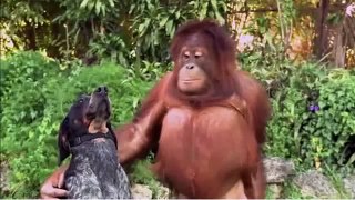 Funny Videos Animal Friends Furever