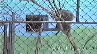 Moose Jaw Wild Animal Park June 3 1995