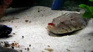 Crab claw stuck to my puffer