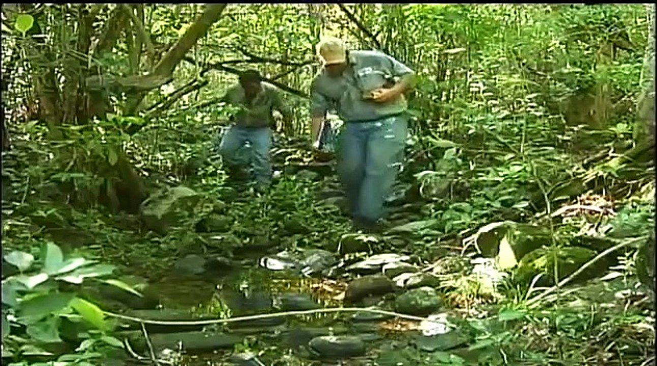 Jaguar Cat at Home in Rancho Caracol, Tamaulipas Mexico