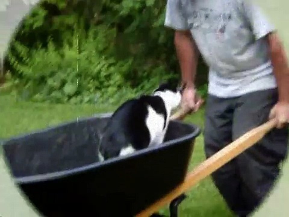 Dalton the Cat (D-Man and his Hot Rod)