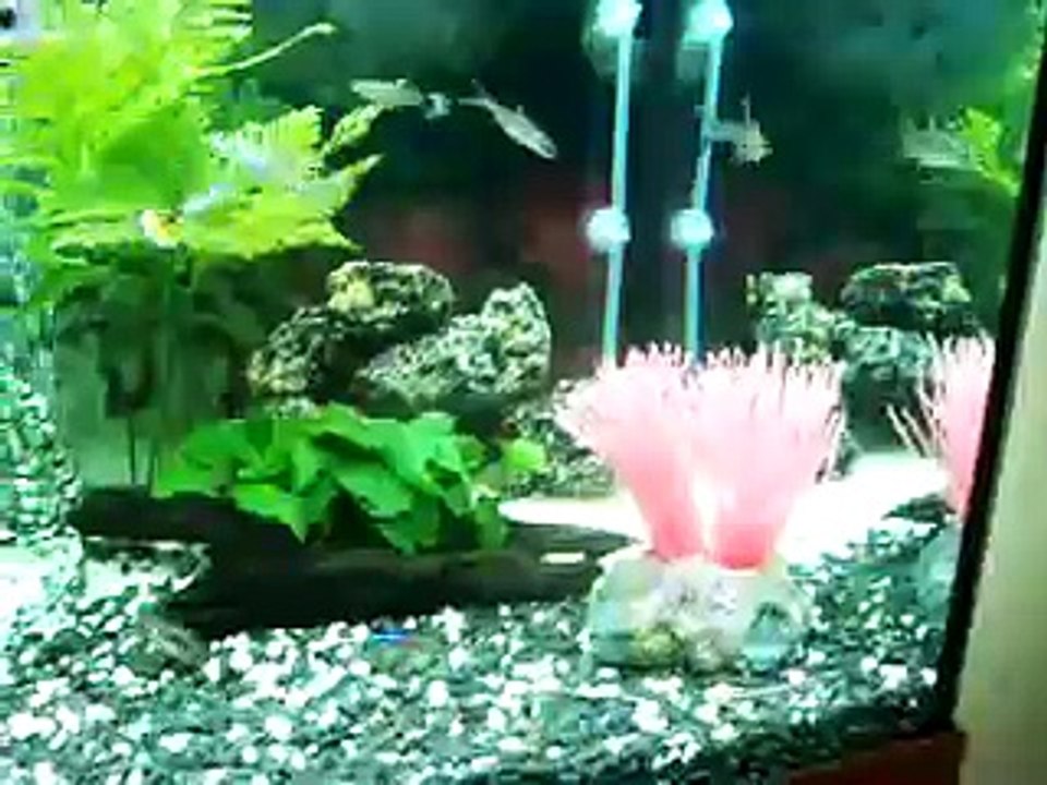 Mi acuario