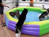 husky playing water