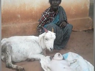 When Veterinary Science seemed Helpless and Shocked