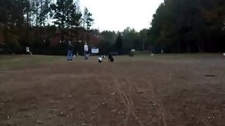 Dog Trainer handles 2 Dogs at a Busy Dog Park