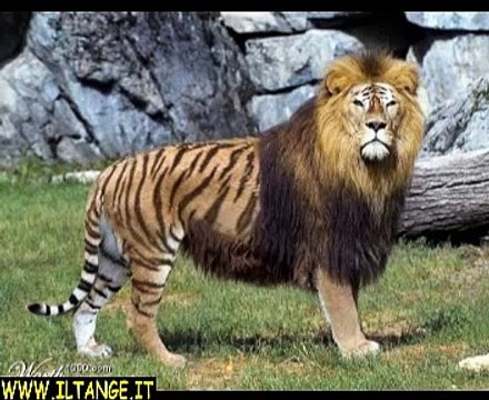 ANIMALI STRANI DAL MONDO - STRANGE ANIMALS - animales extraños - animaux étranges