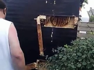 Massive bee city inside a gazebo!! MUST SEE!!!!! (Netherlands)