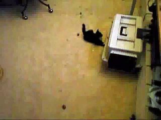 Cat vs DVD player