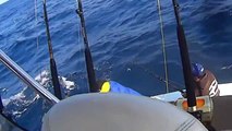 Awesome footage of broadbill swordfishing in the Tasman Peninsula