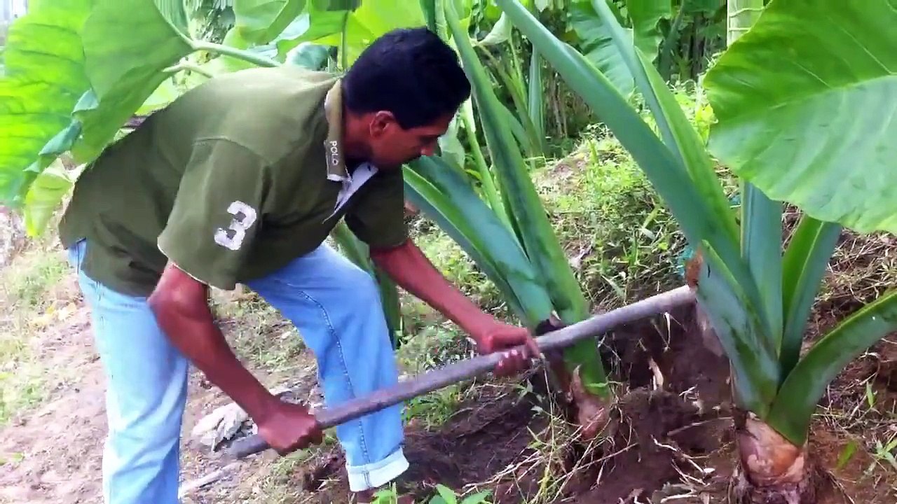 The Giant Taro plant! How big will their corms?