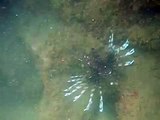 El pez león (Pterois antennata). LIONFISH. Talamanca. Puerto Viejo. Costa Rica. Caribe