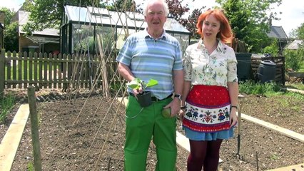 Green Shorts - How to Grow Runner Beans