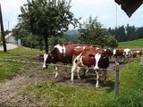 Vacas suíças também fazem 'muuuu'