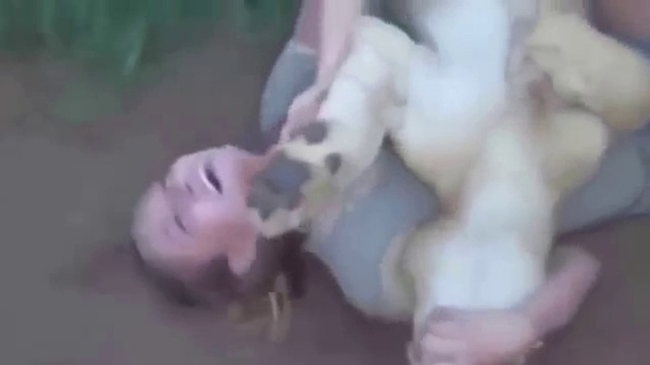 Funny Videos - Funny Animals Cartoons Compilation Just for Kids