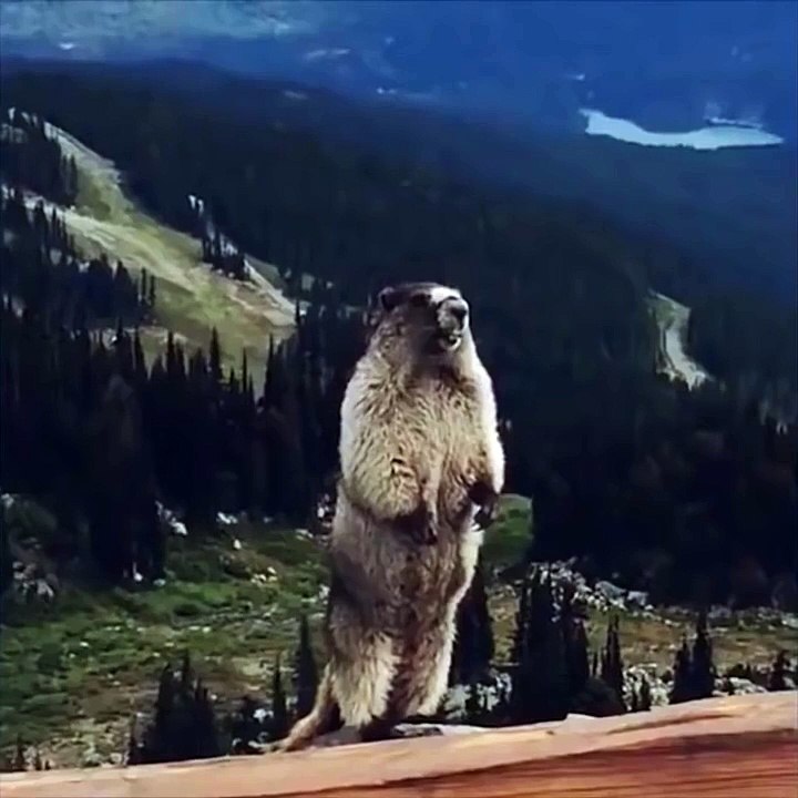 The SCREAMING Marmot - FULL MELTDOWN EDIT - Very Funny!!! - video