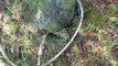 snapping Turtle Caught on Line Without Hook, Snapping Mad