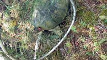 snapping Turtle Caught on Line Without Hook, Snapping Mad