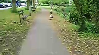 Walk Faster, little geese