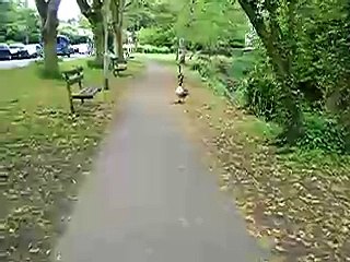 Walk Faster, little geese