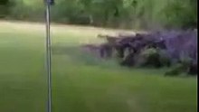 Backyard Deer Hunting