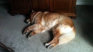 Dog Sleeping